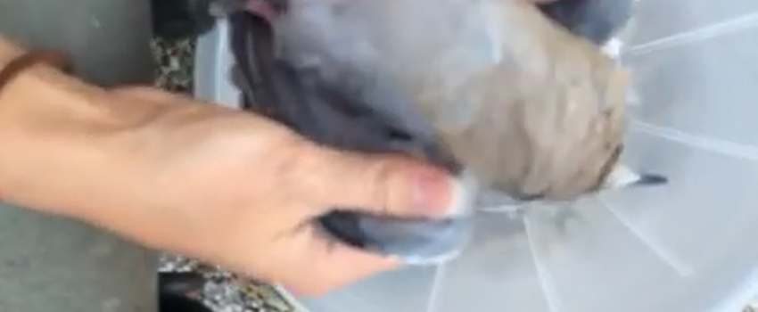 Screenshot 2016-08-25 05.31.47