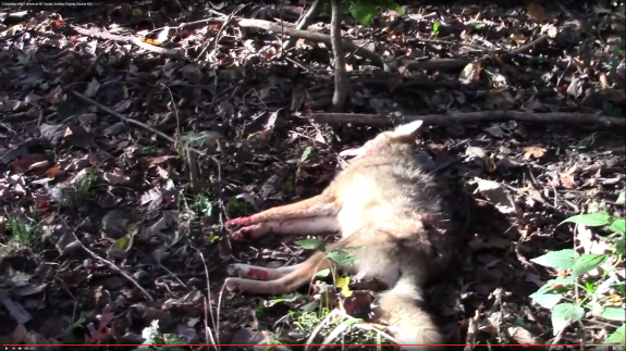 Screenshot 2017-03-21 05.25.55