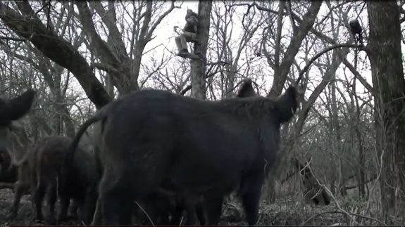 Screenshot 2017-07-16 08.10.36