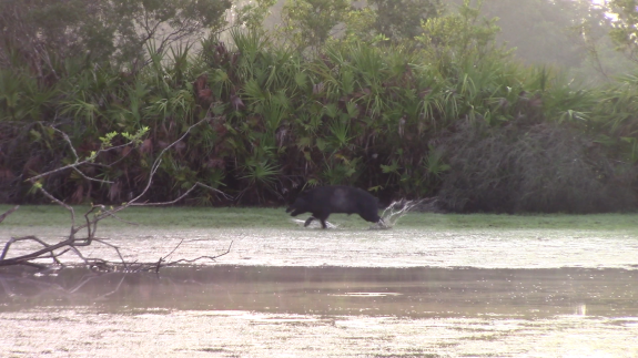 Look closely and you will see the dried mud fly off the hog where the bullet made impact.