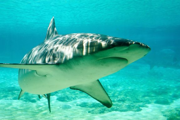 Shark Photo by Stever Garner Licensed by Creative Commons