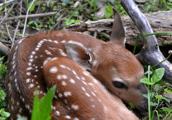 Side-Cut-Metropark-fawning-season