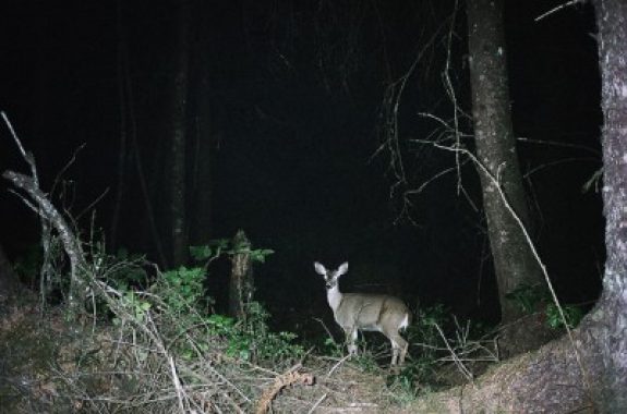 Spotlighting deer photo by Outdoor Hub