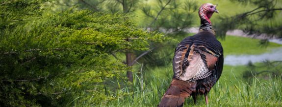 Gobbler behavior changes after the spring mating season.  Here's what toms are doing in summer.
