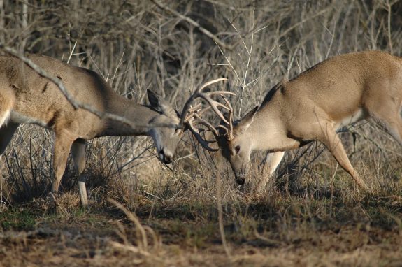 When two fighting bucks lock antlers, one or both may die.