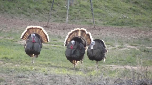 Turkeys Photo by Chuck Castles
