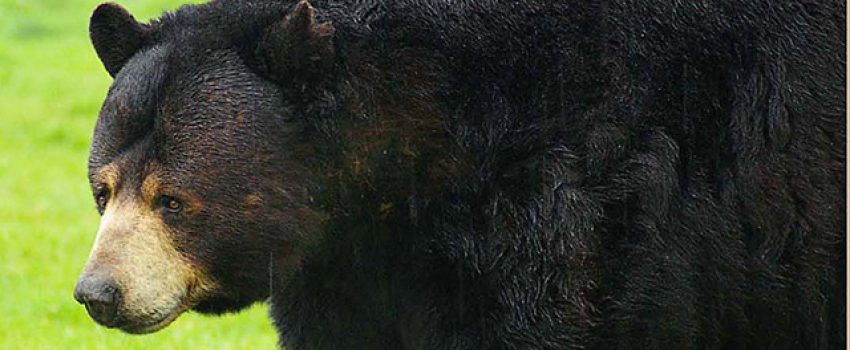 A black bear hunt in the Mid-Atlantic is an inexpensive, high-adventure quest.