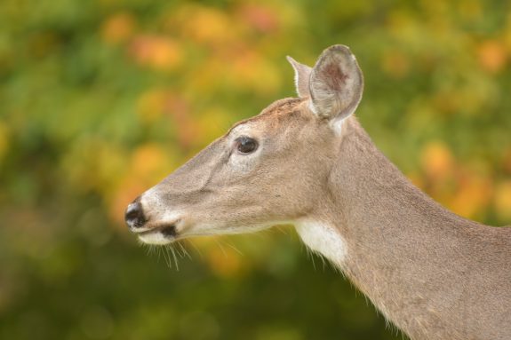 Usually deer run away when injured, but not always.