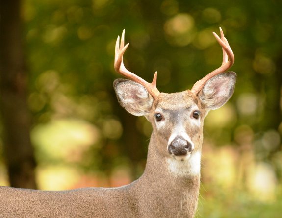 CWD is a significant threat to deer health and the hunting heritage.