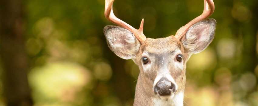 CWD is a significant threat to deer health and the hunting heritage.