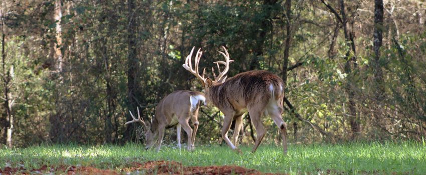 Warm-Season-Food-Plots-Main-1270x558_c
