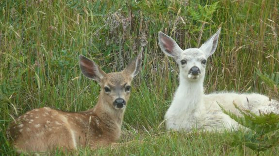White deer fawns are rare, yet twins of each color are very unusual.  Check out mom and the fawns.