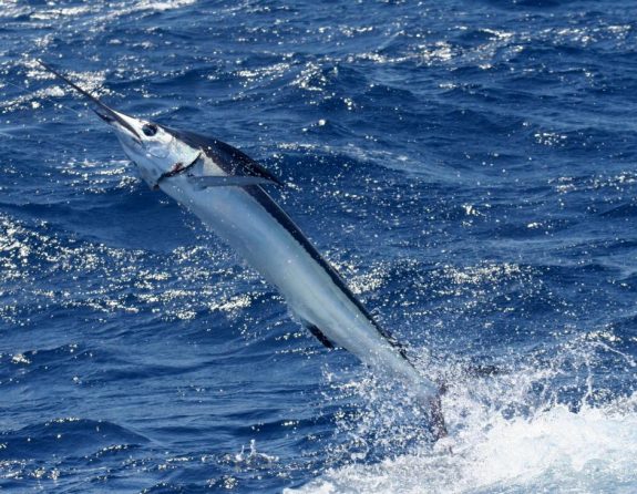 White marlin Photo by Naitonal Oceanic and Atmospheric Administration