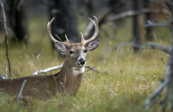 White-tailed deer Photo by Michigan State University