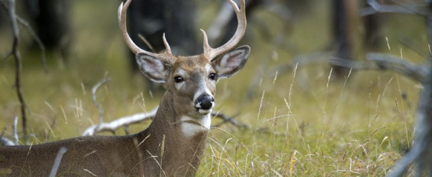 White-tailed deer Photo by Michigan State University