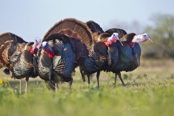 Wild Turkey (Meleagris gallopavo) gobblers calling in unison; spring; Texas