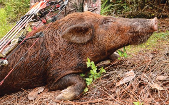 Wild hogs are spreading across the country and make a great off-season hunt.