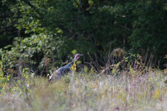 Wild_Turkey, USFWS, Photo by Greg Thompson
