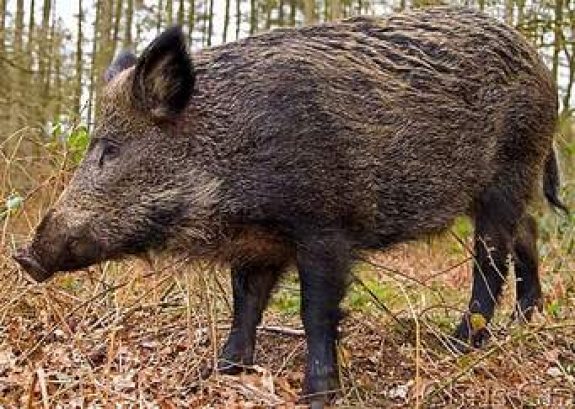 Russian Boar grow to great size and are a popular game animal in Europe.