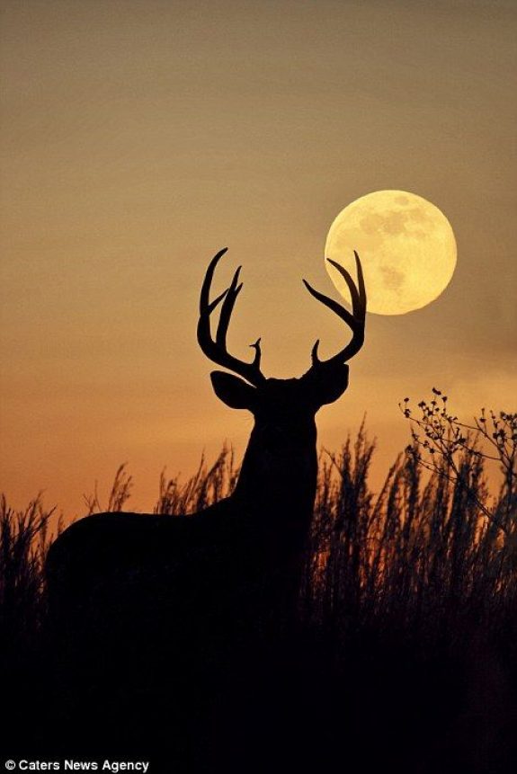 a4c36628278c2e90ee3a9cc4e215489a