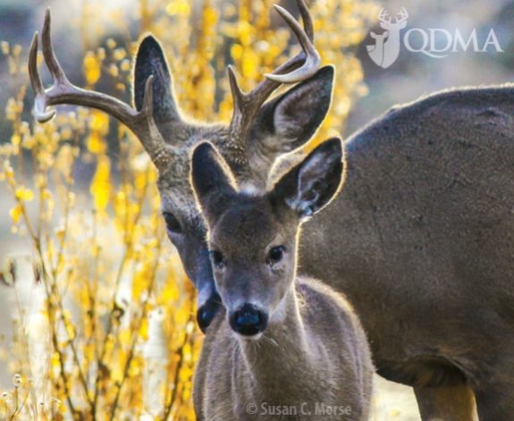 In some states nearly half of yearling does breed, one of the reasons populations grow so rapidly.