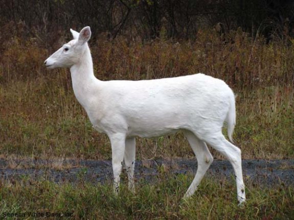 b_WhiteDeer_CPatrick