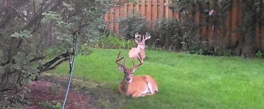 backyardbucksct-tl-ct-rfl-river-forest-deer2-ng-20170803