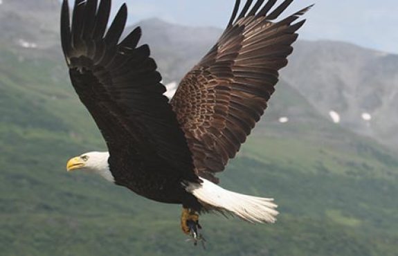 bald_eagle_with_fish Photo by Alaska DFG