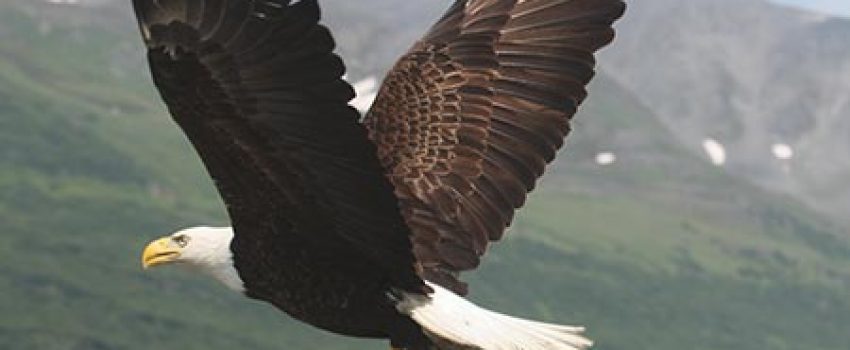 bald_eagle_with_fish Photo by Alaska DFG
