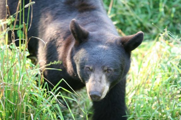 Black bears are secretive animals and despite the fact that they are apex predators, they avoid humans. Baiting bears is by far the most effective way of controlling their numbers and it provides for an amazing hunting experience.