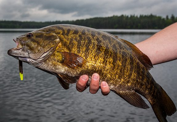 big-smallmouth-on-soft-plastics