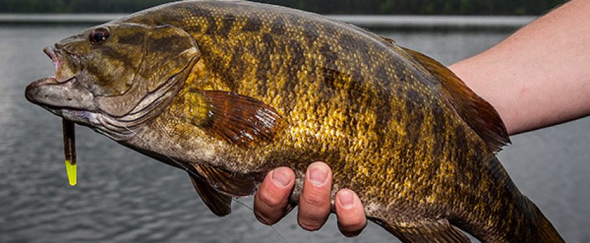 big-smallmouth-on-soft-plastics