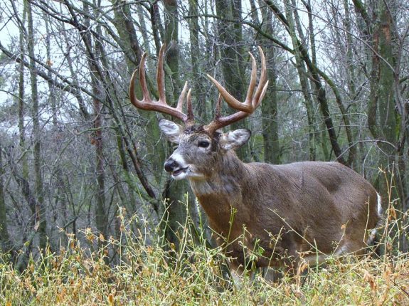 big-whitetail-buck--10pt-mitch-spillane
