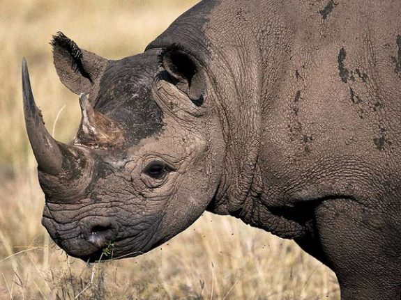 Old male rhinos fail to breed and often kill younger bulls, cows, and calves.