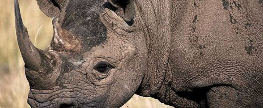 Old male rhinos fail to breed and often kill younger bulls, cows, and calves.
