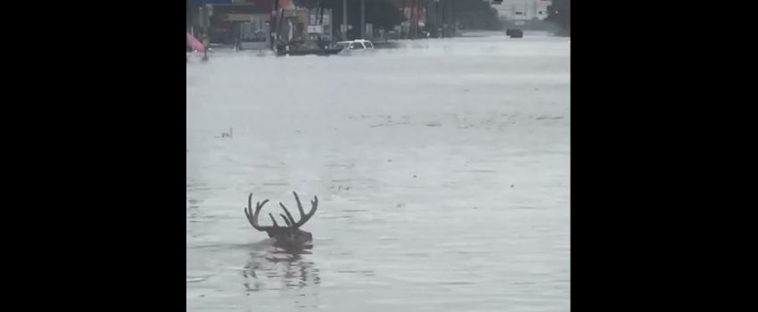 buckFloodBuck