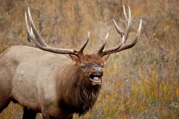 bugling-bull-elk-2-d-robert-franz[1]
