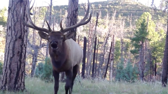 buglingelkscreen-shot-2016-10-27-at-8-31-12-am