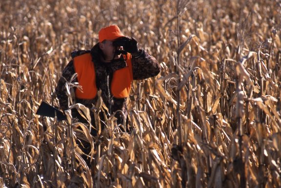 Unharvested crops are a deer magnet in late season.