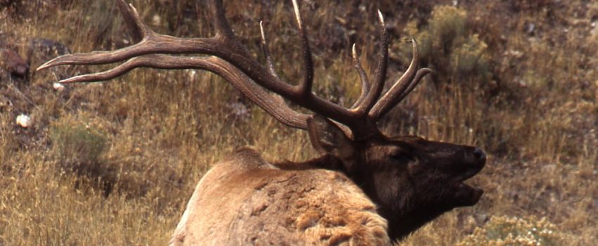 Big game animals deserve your best shot.  Start preparing now.