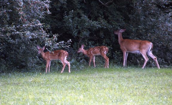 In a healthy deer population, you should see does with fawns.  If not, predators may be the problem.