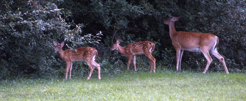 In a healthy deer population, you should see does with fawns.  If not, predators may be the problem.