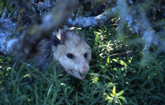 Now is the time to control nest predators.