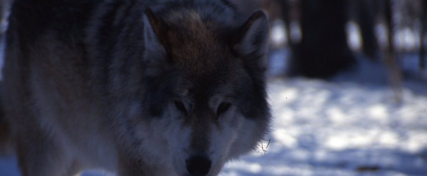 Wolves have devastated elk herds in Northern Idaho, reducing herd numbers from 26,000 to 1,000.