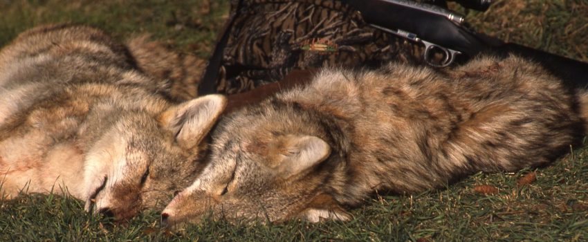 These five mistakes can ruin a predator hunt.