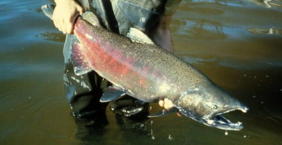 chinooksalmon Photo by Bureau of Land Management