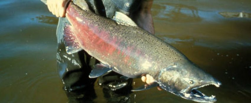 chinooksalmon Photo by Bureau of Land Management