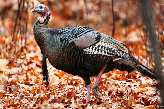 ci_wild_turkey_dingel_3