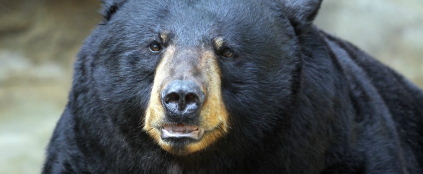 connie-lemperle-black-bear-web