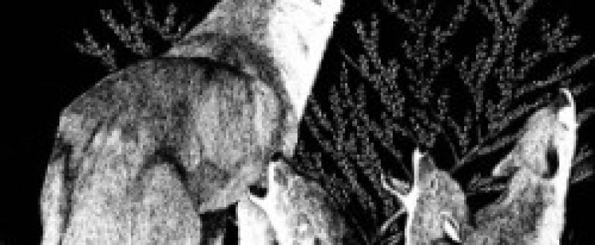 coyote4 Image by Washington Department of Fish and Wildlife